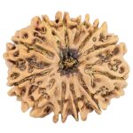 12 Mukhi Rudraksha 31.6mm 6.94gm - Rudraksha