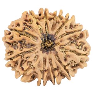 12 Mukhi Rudraksha 31.6mm 6.94gm - Rudraksha
