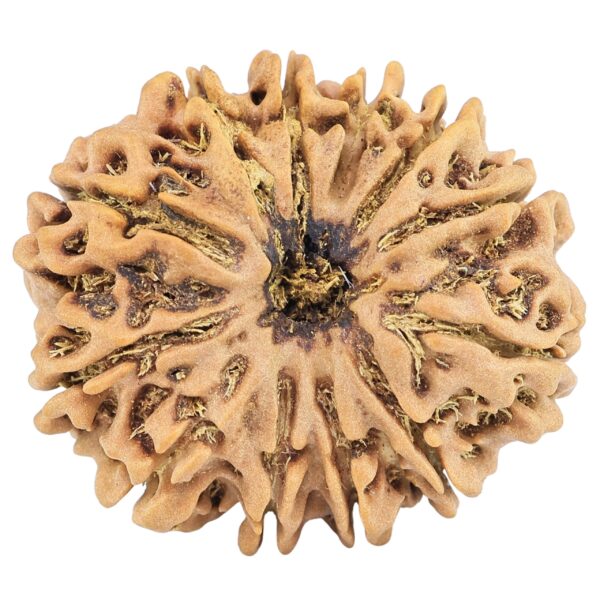 12 Mukhi Rudraksha 31.6mm 6.94gm - Rudraksha