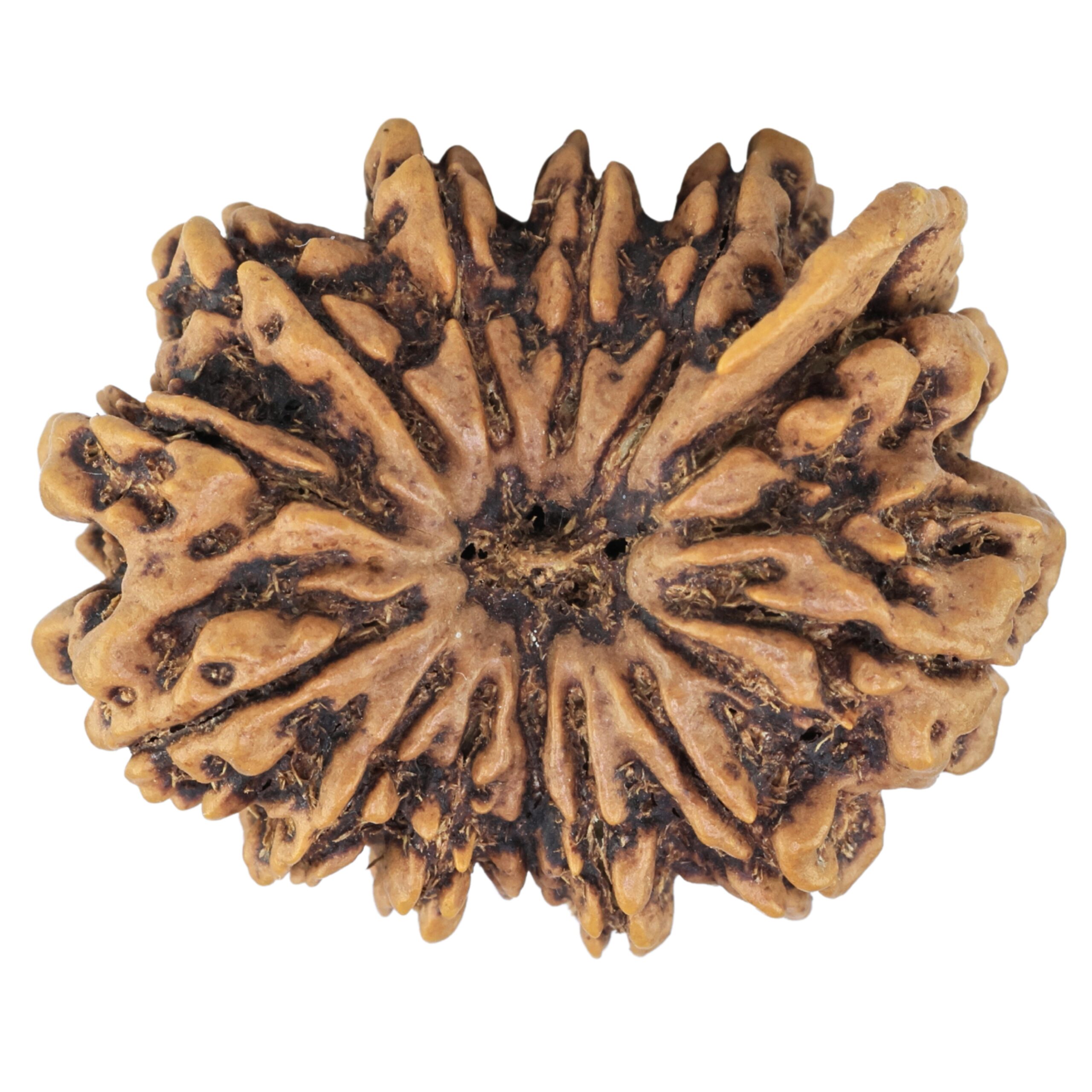 13 Mukhi Ganesh 31.9mm 6.71gm - Rudraksha