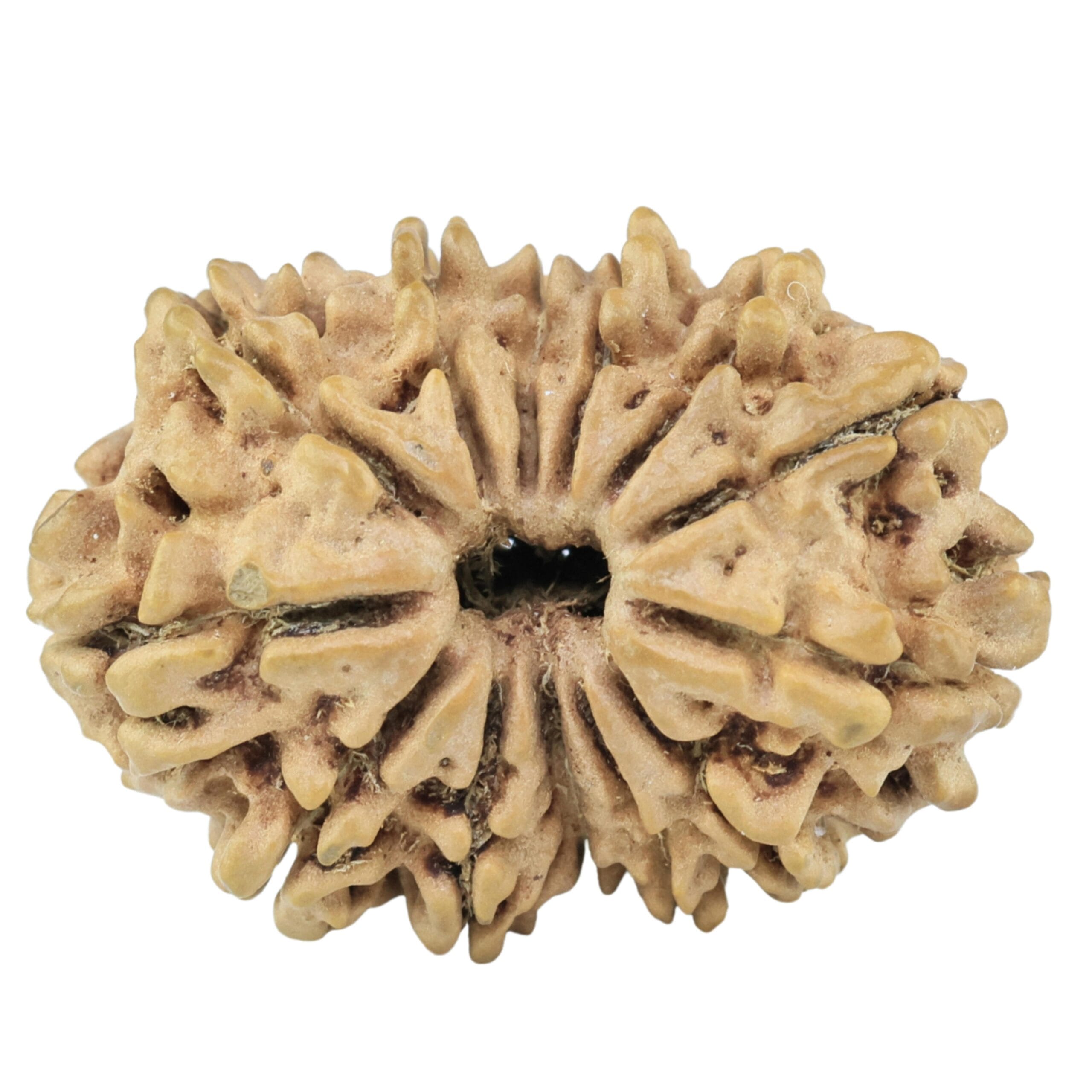 13 Mukhi Rudraksha 26.6mm 3.1gm - Rudraksha