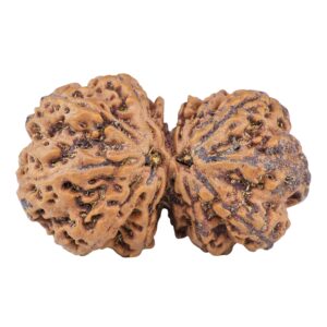 13 Mukhi Gaurishankar 38mm 9.74gm - Rudraksha