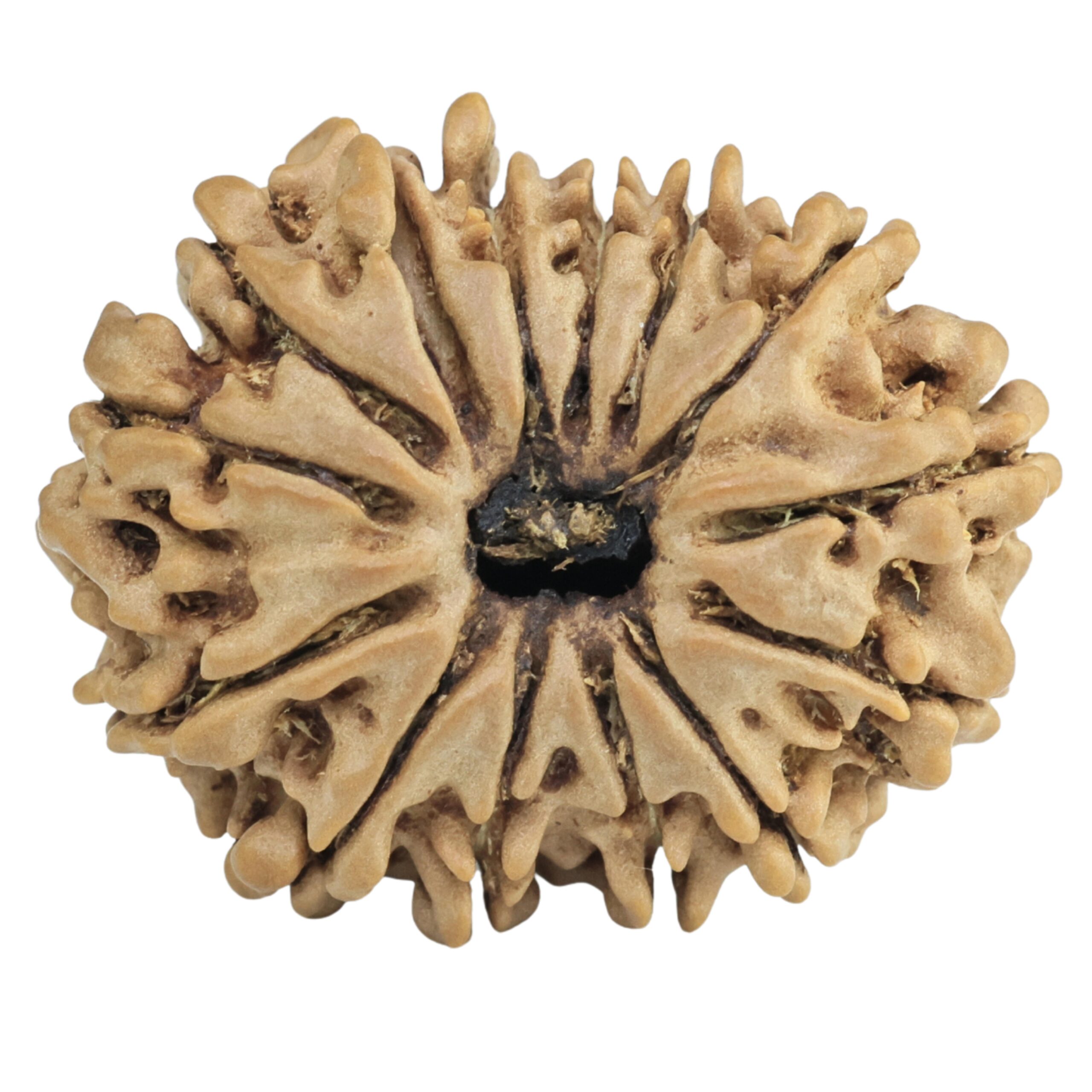 14 Mukhi Rudraksha 26.2mm 3.55gm - Rudraksha