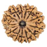 13 Mukhi Rudraksha 32.1mm 7.09gm - Rudraksha