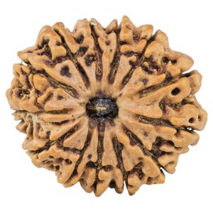 13 Mukhi Rudraksha 32.1mm 7.09gm - Rudraksha