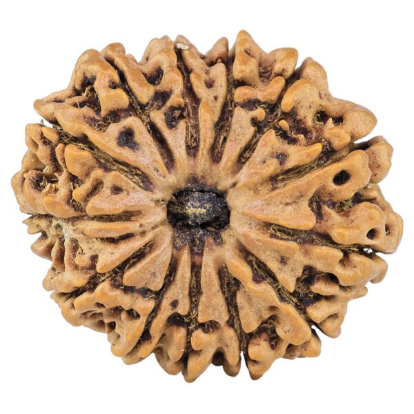 13 Mukhi Rudraksha 32.1mm 7.09gm - Rudraksha