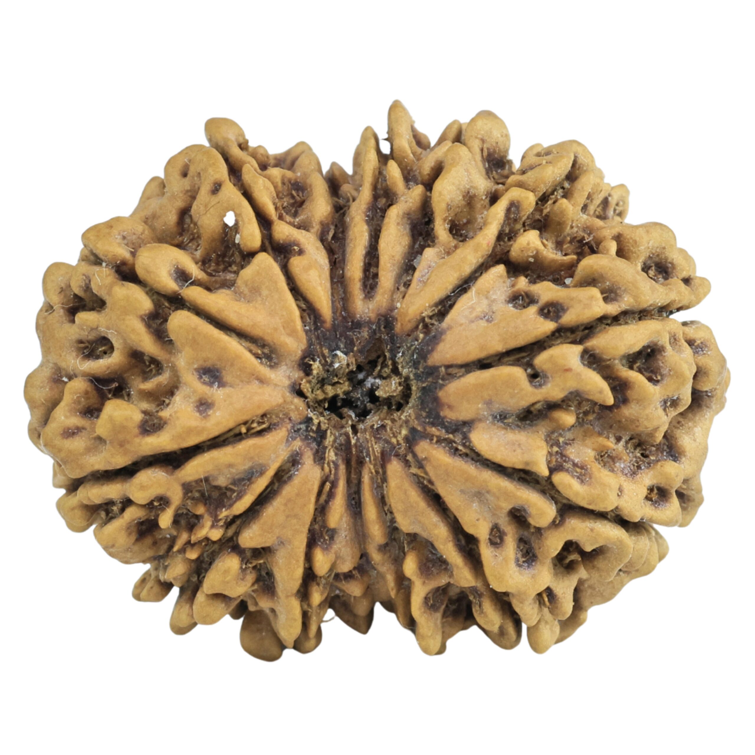 14 Mukhi Rudraksha 26.3mm 3.53gm - Rudraksha