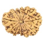 13 Mukhi Rudraksha 34.1mm 6.15gm - Rudraksha