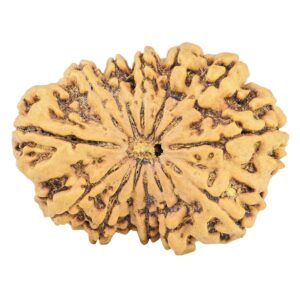13 Mukhi Rudraksha 34.1mm 6.15gm - Rudraksha