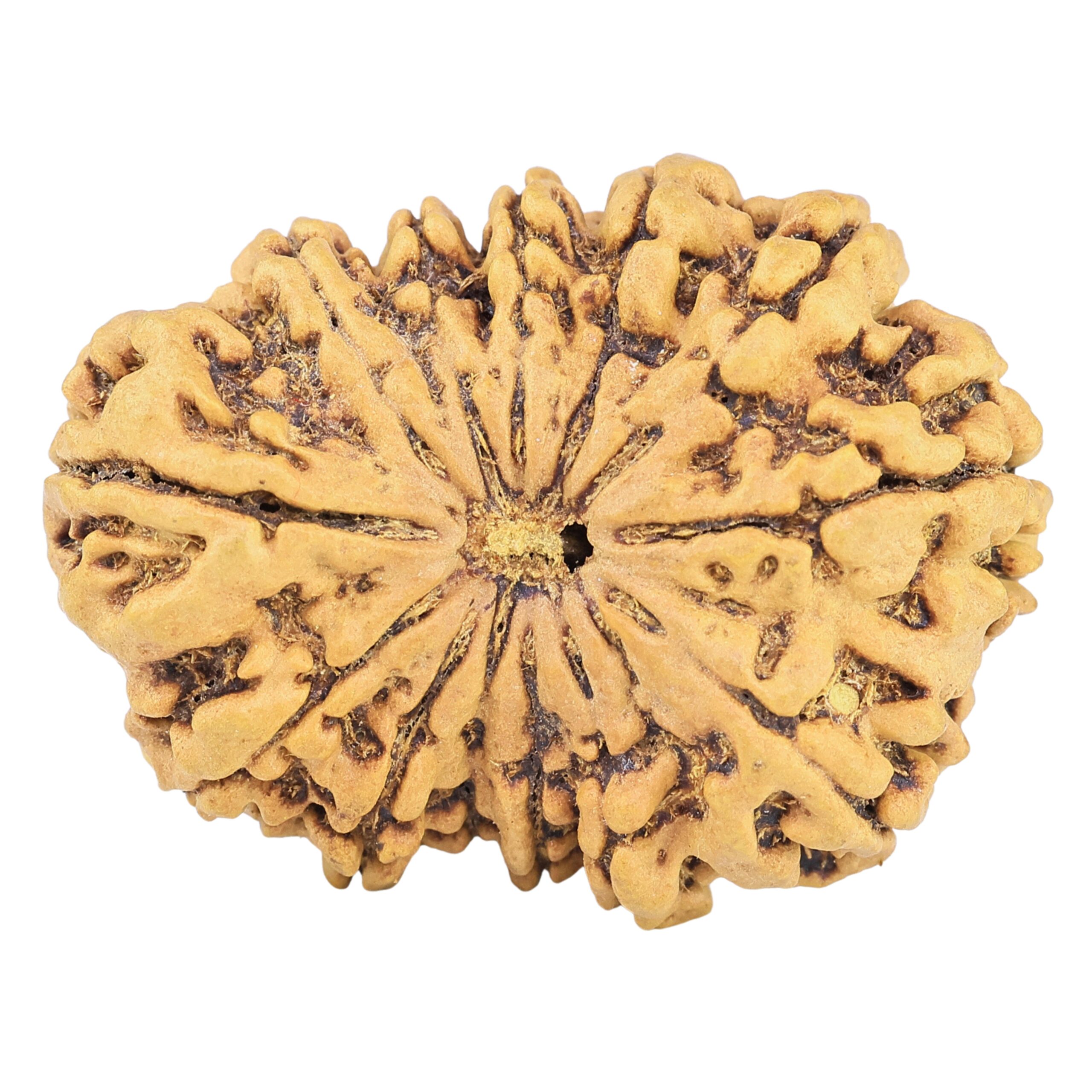 13 Mukhi Rudraksha 34.1mm 6.15gm - Rudraksha