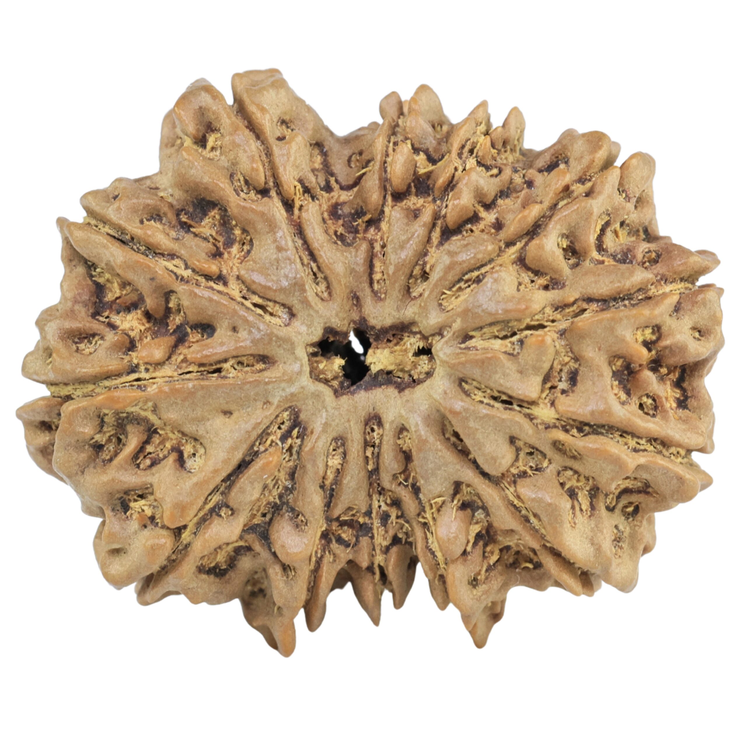 13 Mukhi Rudraksha 31.4mm 6.25gm - Rudraksha
