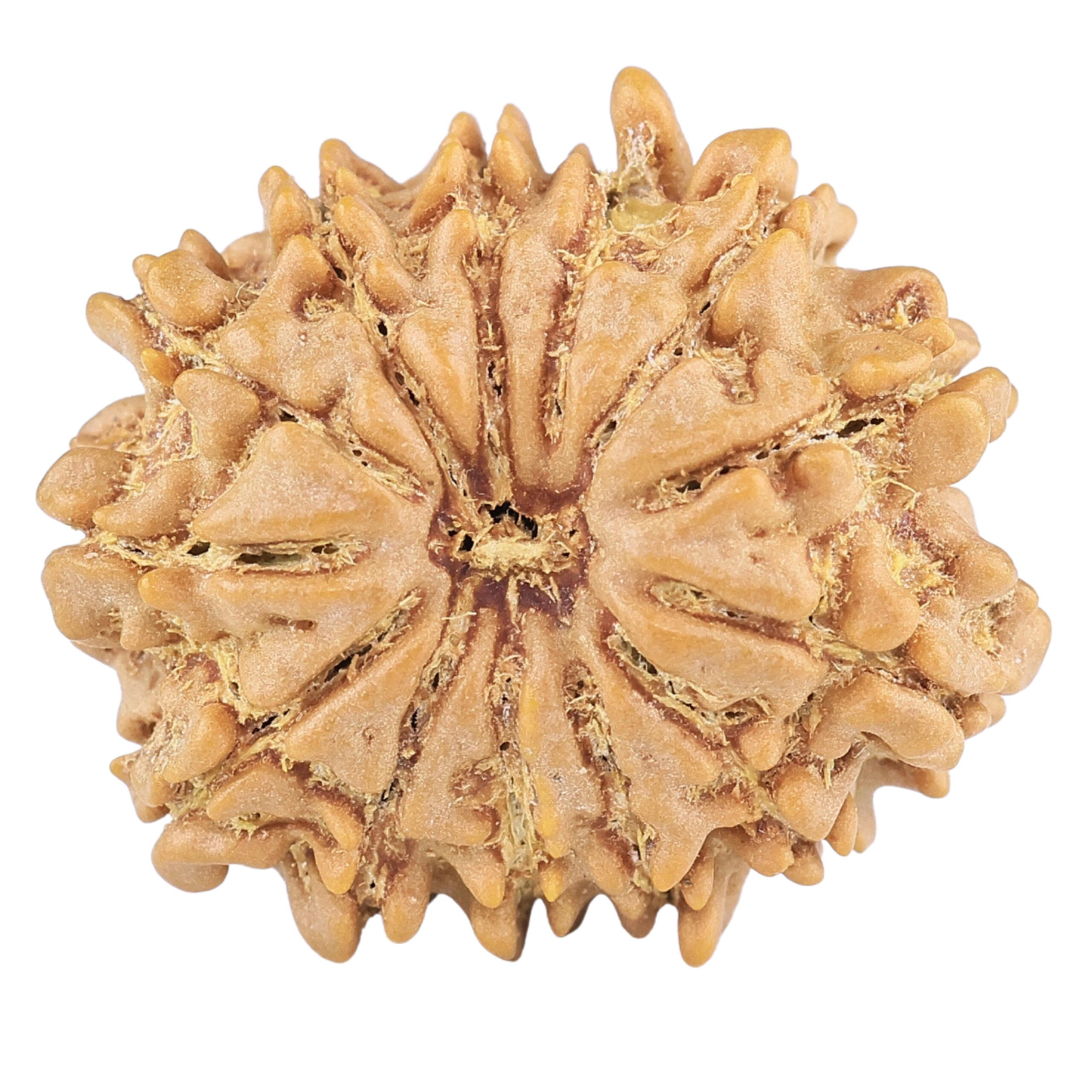 13 Mukhi Rudraksha 22.3mm 3gm - Rudraksha