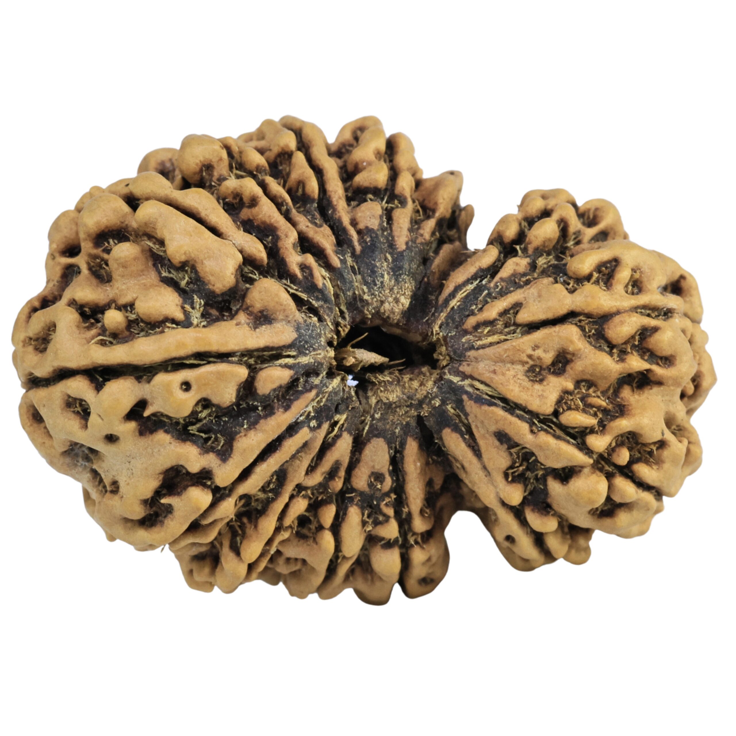 14 Mukhi Gaurishankar 34.1mm 5gm - Rudraksha