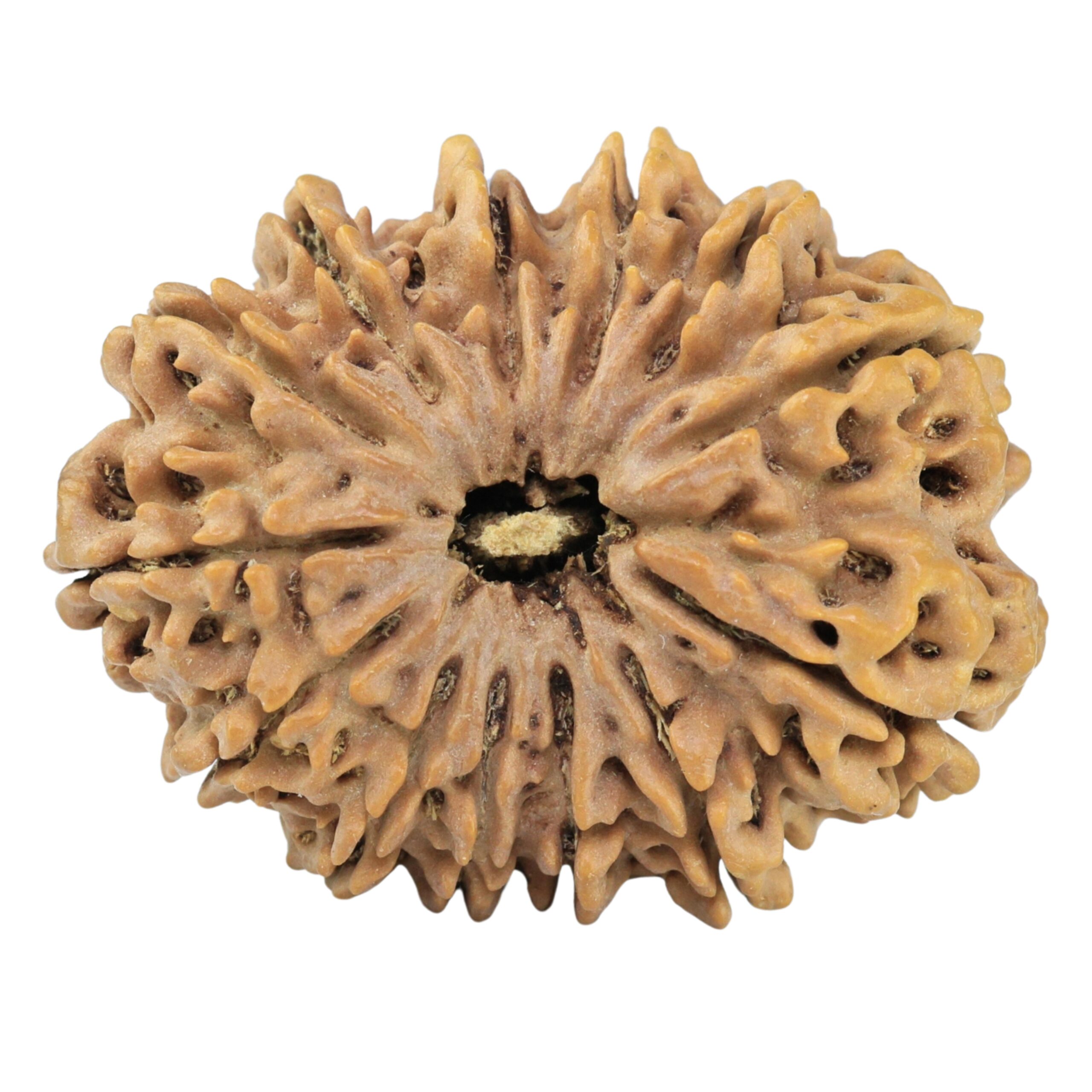 13 Mukhi Rudraksha 32.7mm 5.91gm - Rudraksha