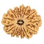 13 Mukhi Rudraksha 32.3mm 6.59gm - Rudraksha