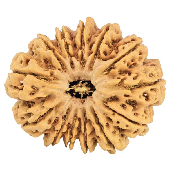 13 Mukhi Rudraksha 32.3mm 6.59gm - Rudraksha