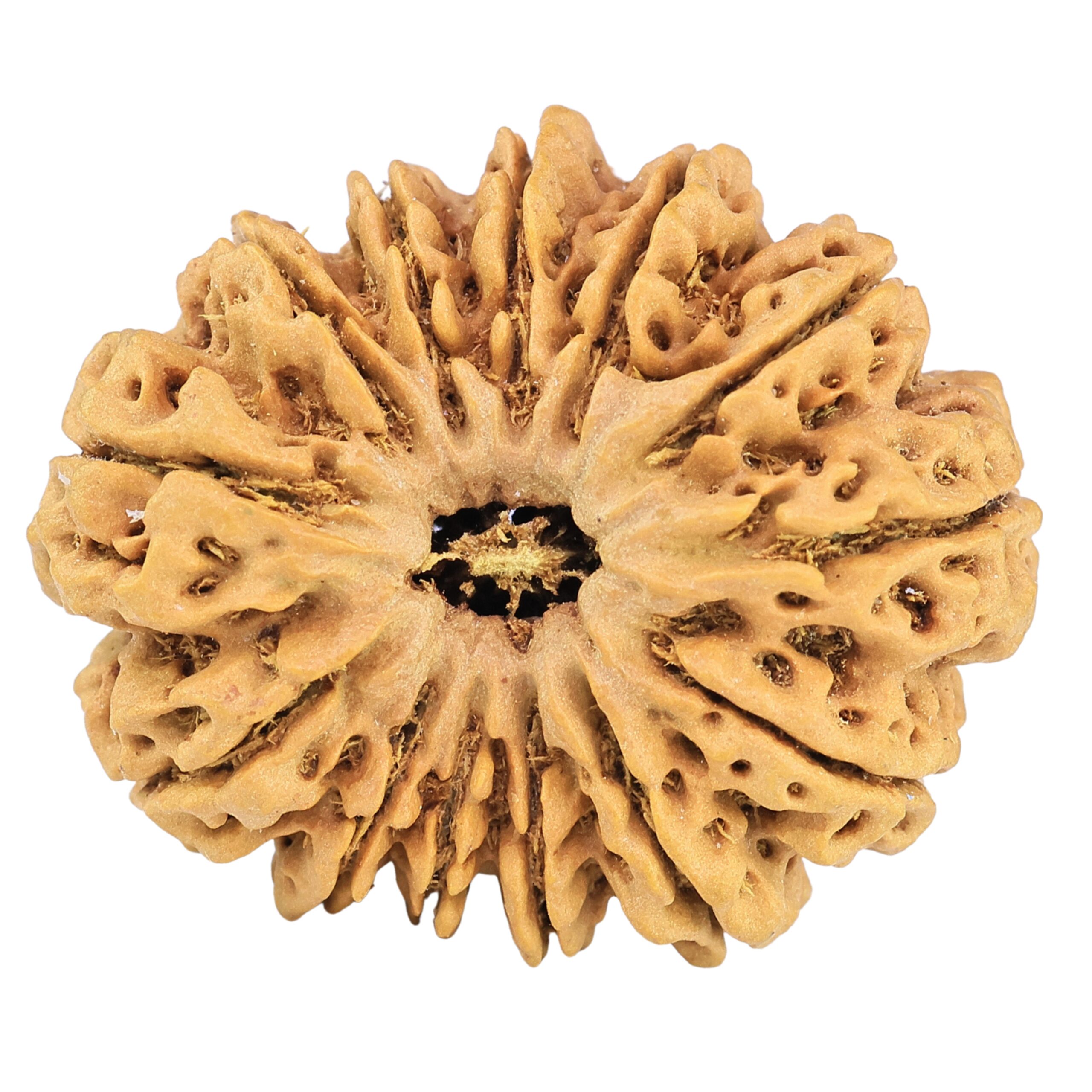13 Mukhi Rudraksha 32.3mm 6.59gm - Rudraksha