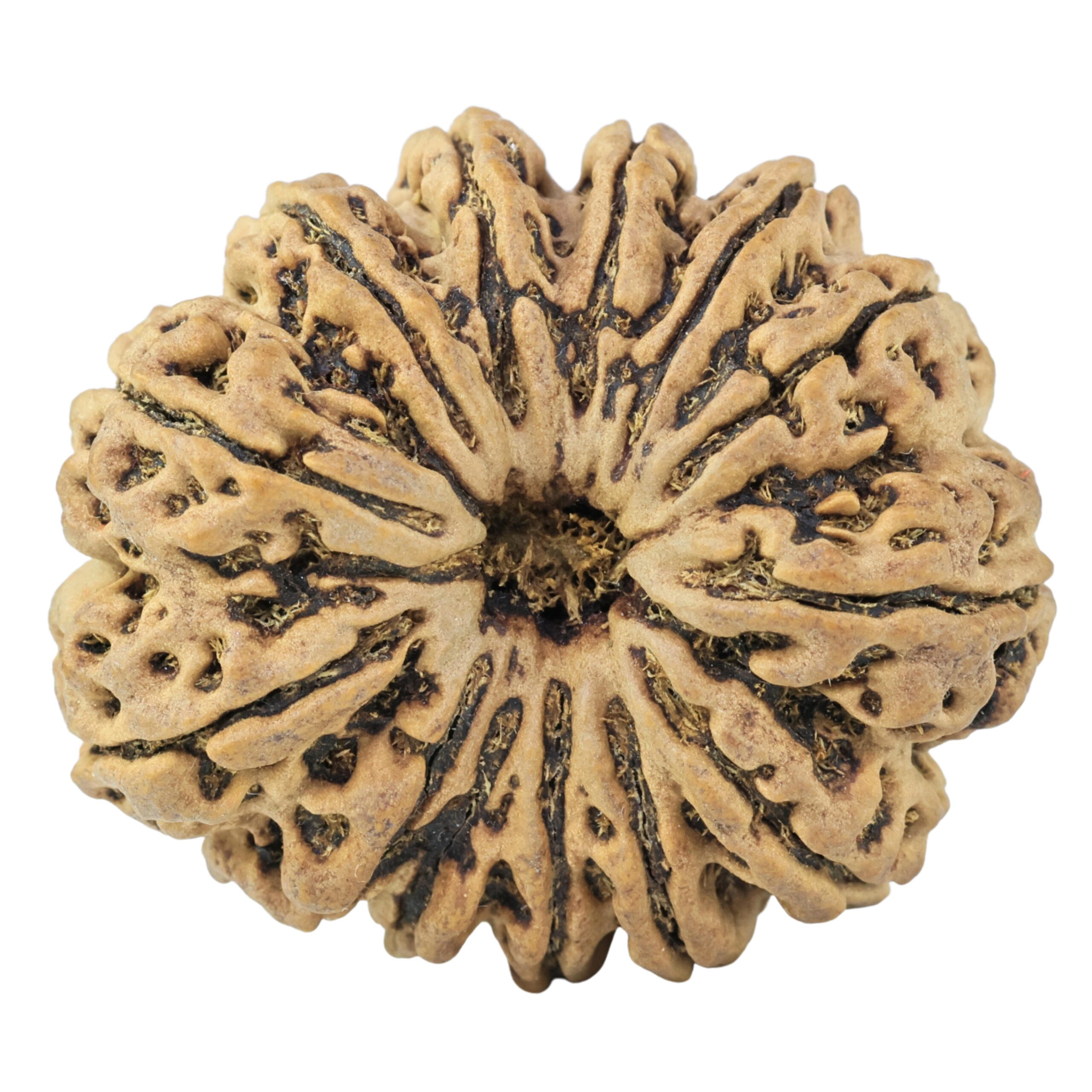 13 Mukhi Rudraksha 33.8mm 8.11gm - Rudraksha