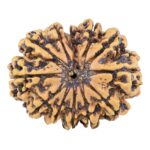 12 Mukhi Rudraksha 29.1mm 4.71gm - Rudraksha