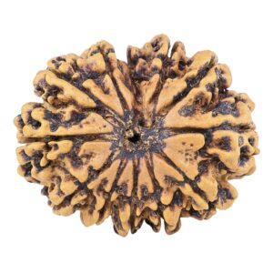 12 Mukhi Rudraksha 29.1mm 4.71gm - Rudraksha