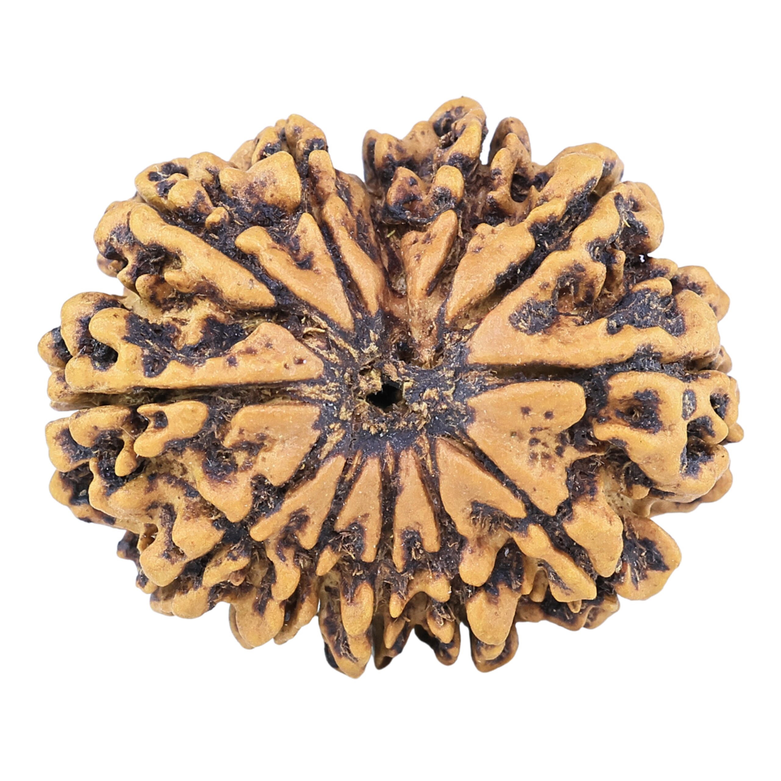 12 Mukhi Rudraksha 29.1mm 4.71gm - Rudraksha