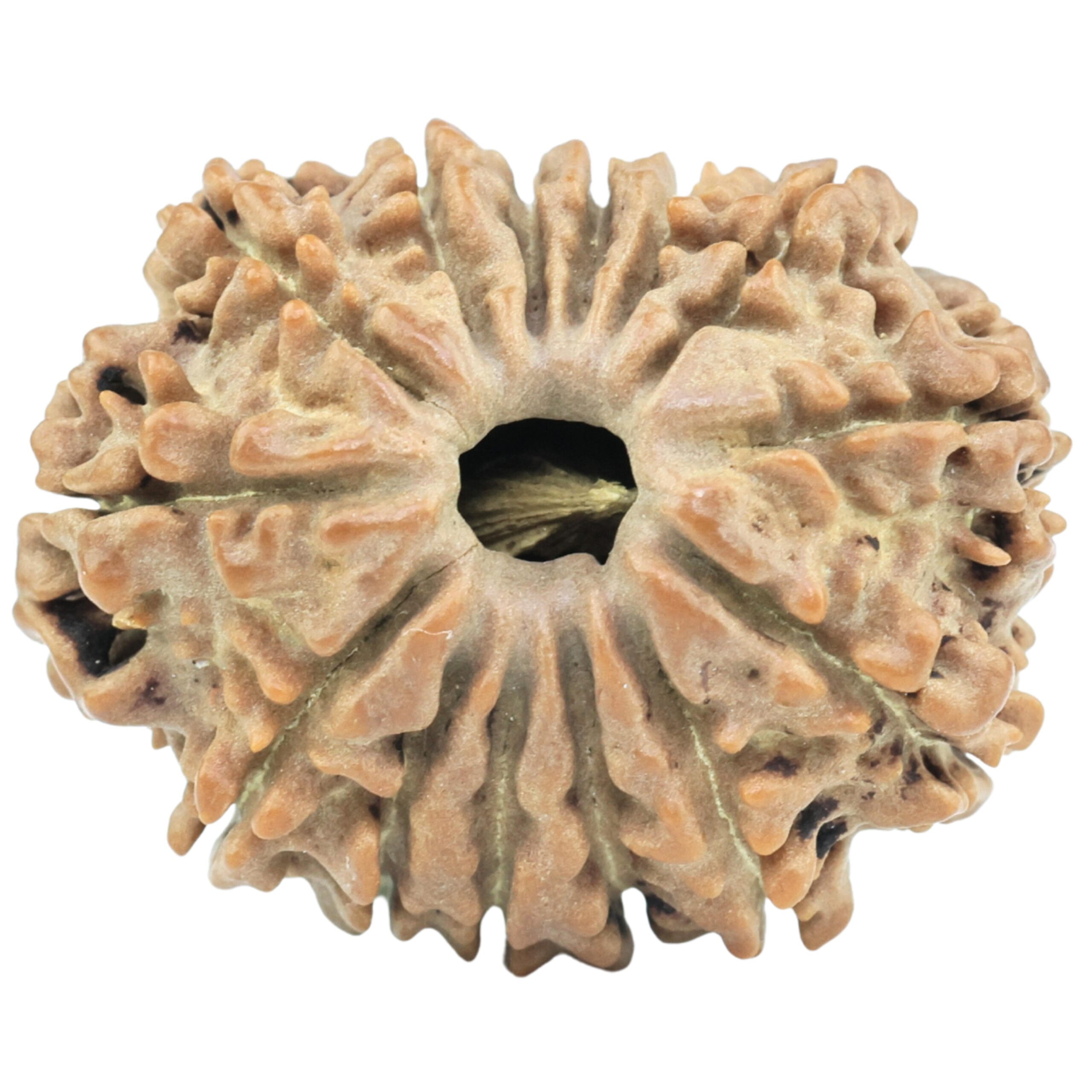 14 Mukhi Rudraksha 23.4mm 3gm - Rudraksha