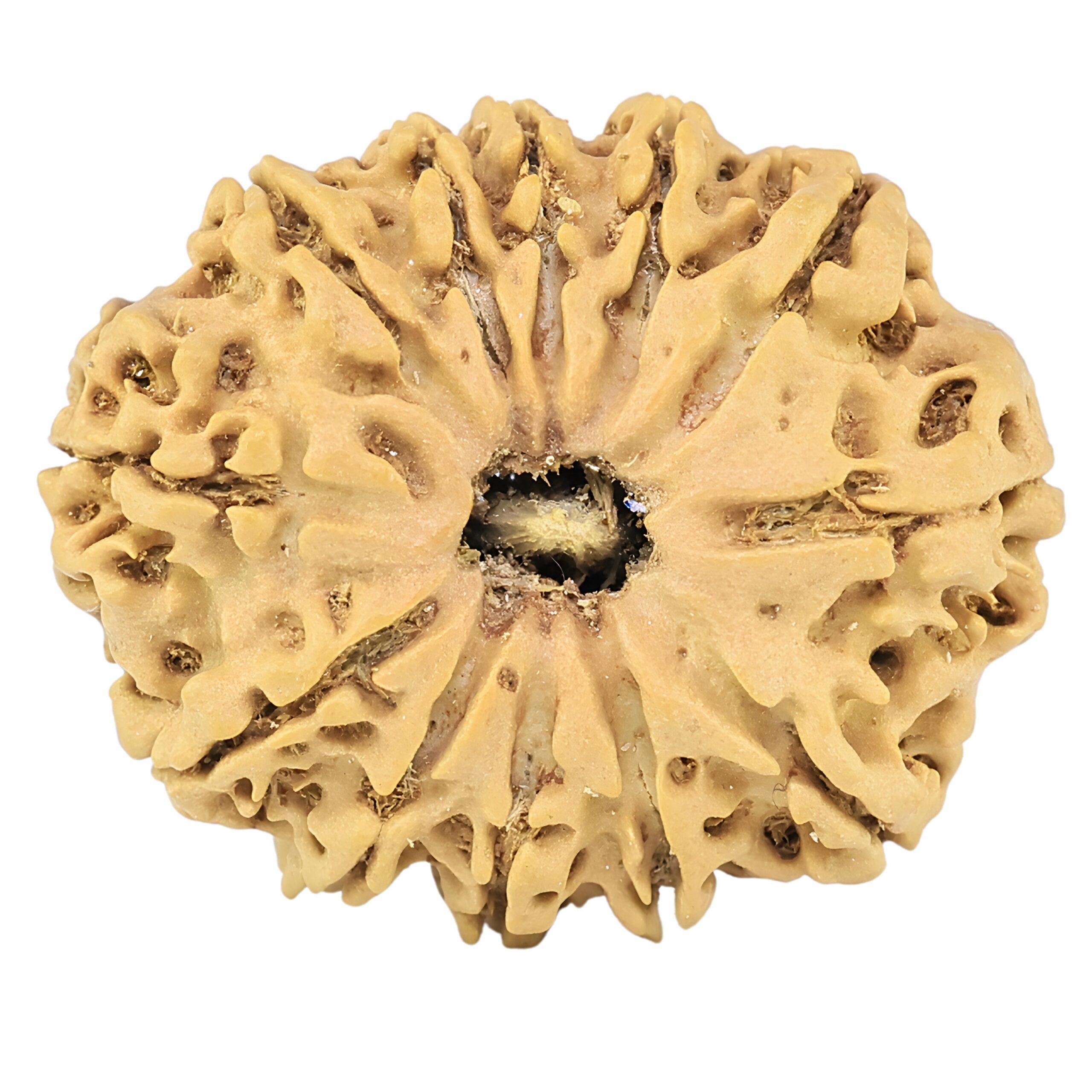 12 Mukhi Rudraksha 26mm 3.13gm - Rudraksha