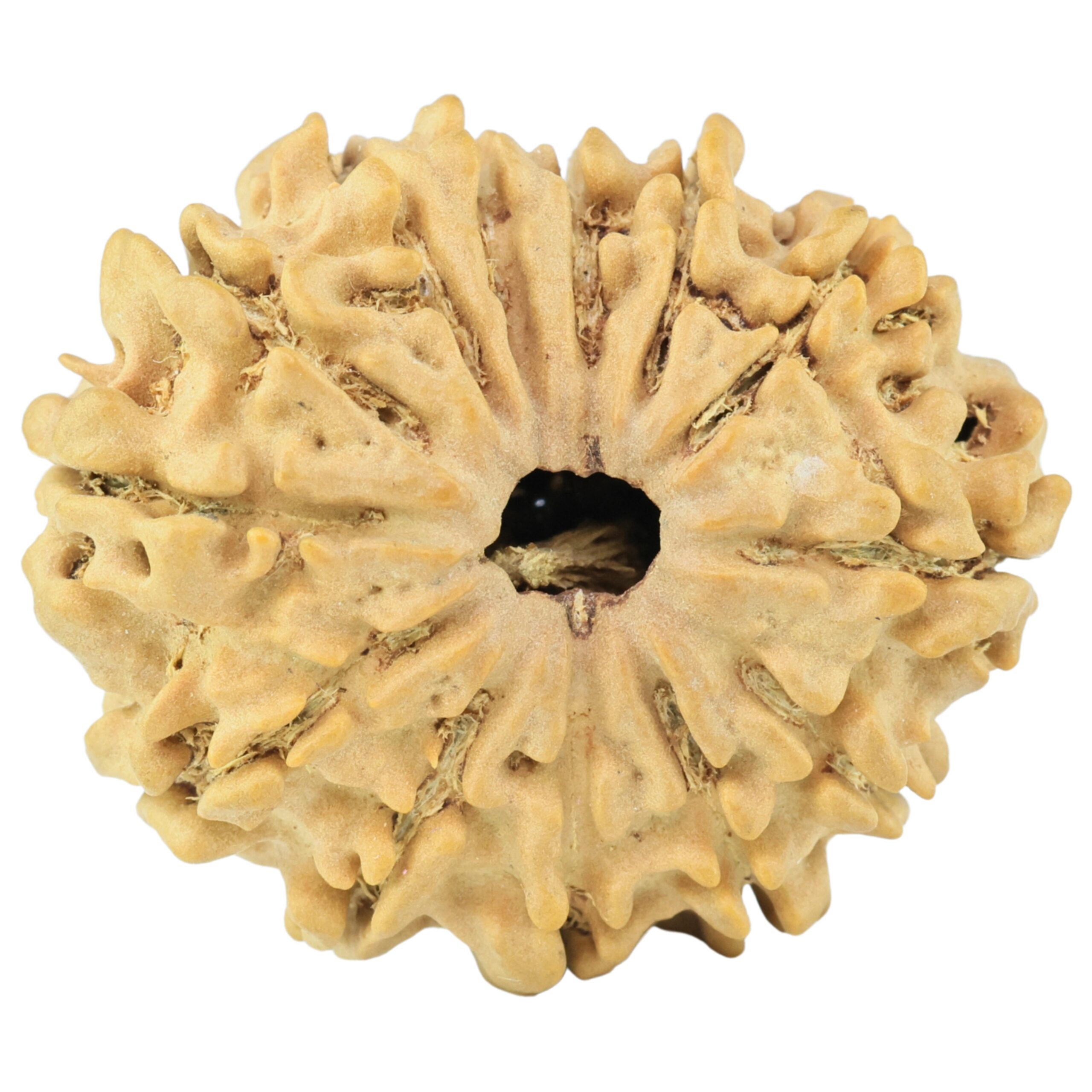 13 Mukhi Rudraksha 28.6mm 4.62gm - Rudraksha