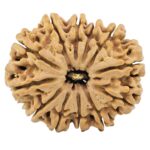 12 Mukhi Rudraksha 34.4mm 8.34gm - Rudraksha