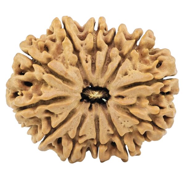 12 Mukhi Rudraksha 34.4mm 8.34gm - Rudraksha