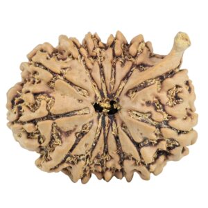 13 Mukhi Ganesh 27.2mm 4.46gm - Rudraksha