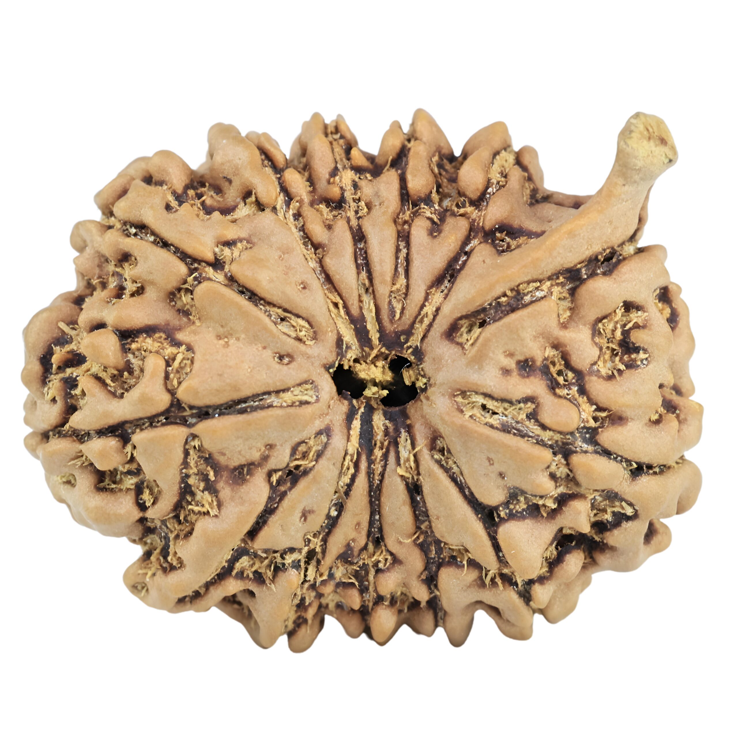 13 Mukhi Ganesh 27.2mm 4.46gm - Rudraksha