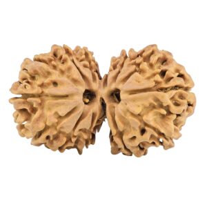 13 Mukhi Gaurishankar 33.9mm 4.61gm - Rudraksha