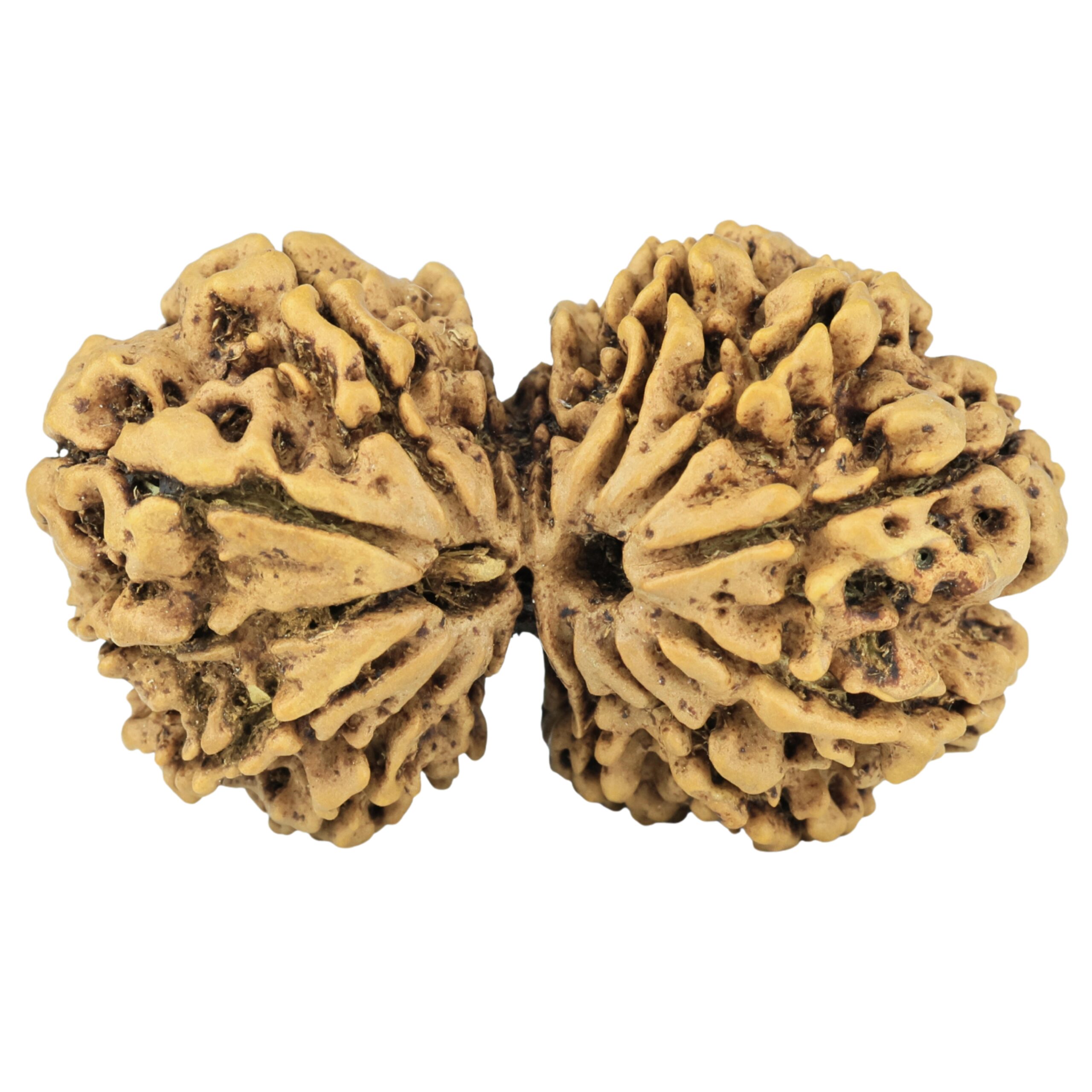 14 Mukhi Gaurishankar 35.2mm 5.26gm - Rudraksha