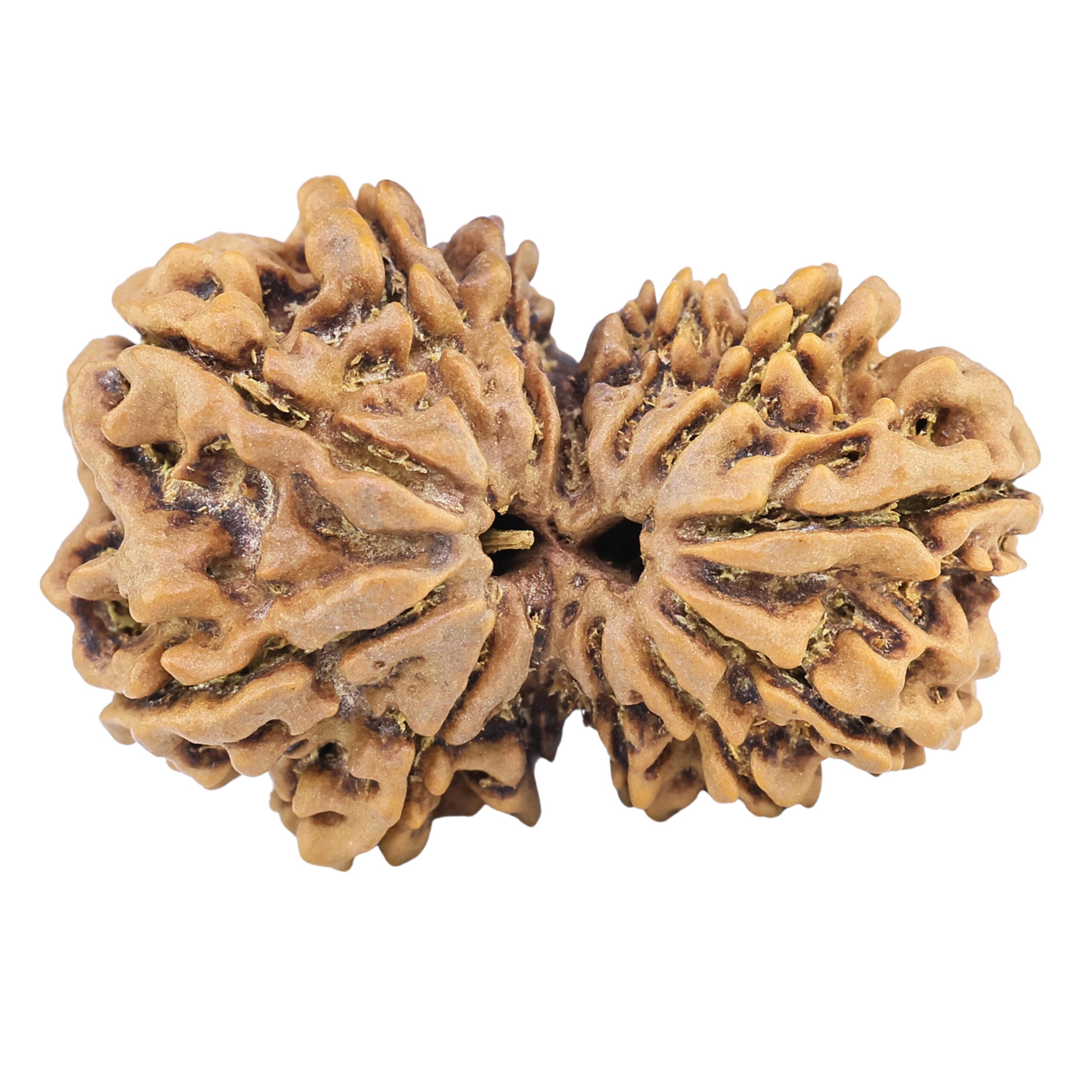 13 Mukhi Gaurishankar 32.7mm 5.77gm - Rudraksha