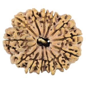 13 Mukhi Rudraksha 31.1mm 4.75gm - Rudraksha