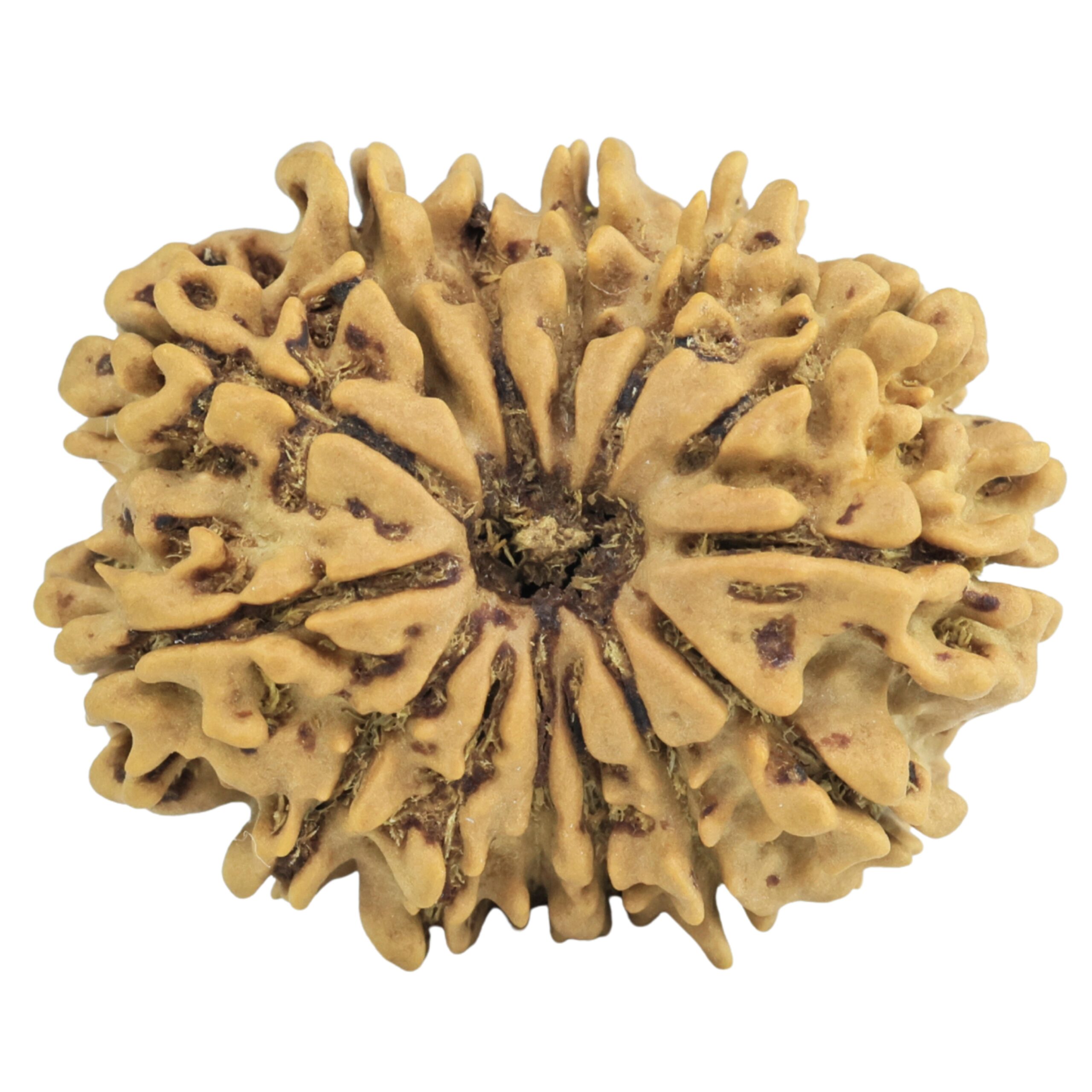 14 Mukhi Rudraksha 26.7mm 3.65gm - Rudraksha