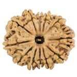12 Mukhi Rudraksha 28.8mm 5.33gm - Rudraksha
