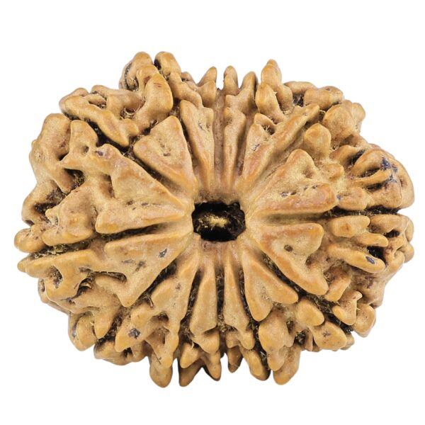 12 Mukhi Rudraksha 28.8mm 5.33gm - Rudraksha