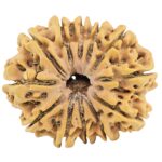 12 Mukhi Rudraksha 34.4mm 7.61gm - Rudraksha