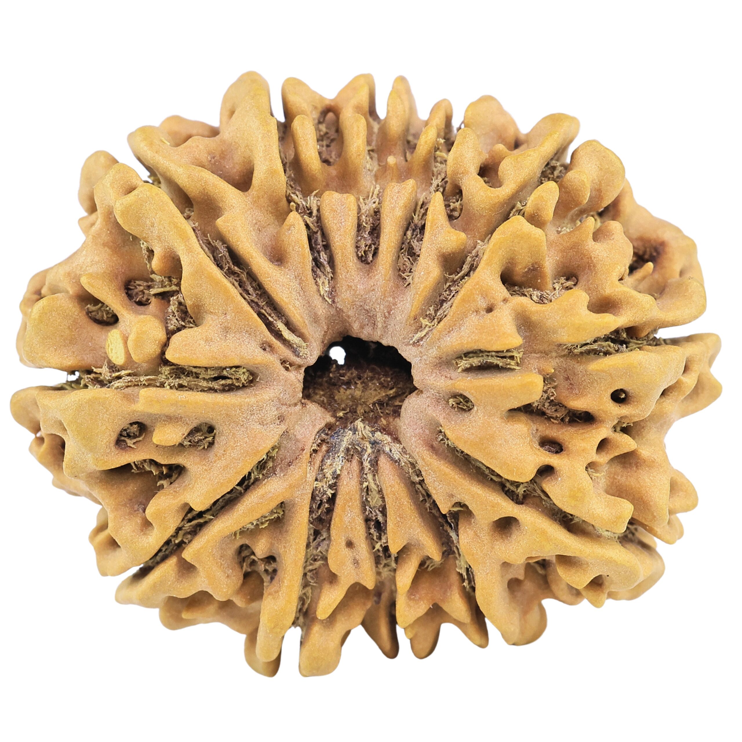 12 Mukhi Rudraksha 34.4mm 7.61gm - Rudraksha