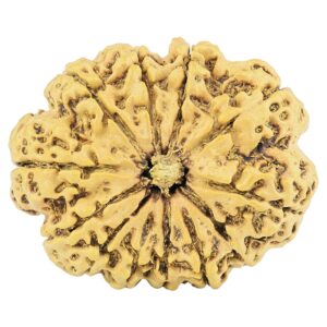 12 Mukhi Rudraksha 30.4mm 4.29gm - Rudraksha