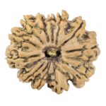 12 Mukhi Rudraksha 27.9mm 4.84gm - Rudraksha