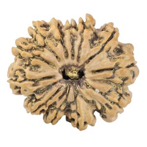12 Mukhi Rudraksha 27.9mm 4.84gm - Rudraksha