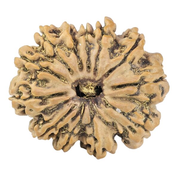 12 Mukhi Rudraksha 27.9mm 4.84gm - Rudraksha