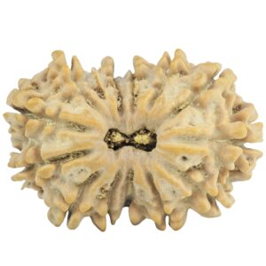 14 Mukhi Rudraksha 29.1mm 4.5gm - Rudraksha