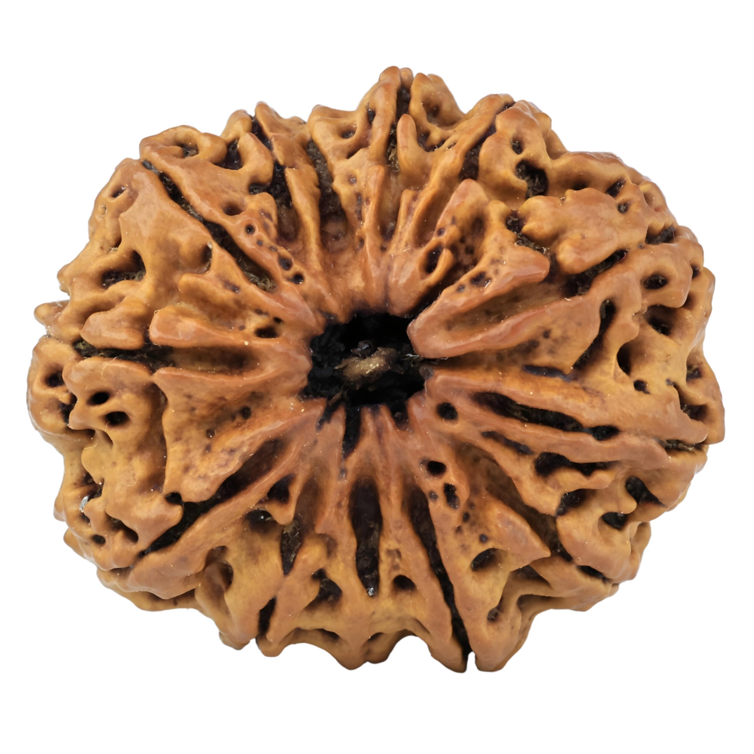 13 Mukhi Rudraksha 33.6mm 8gm - Rudraksha