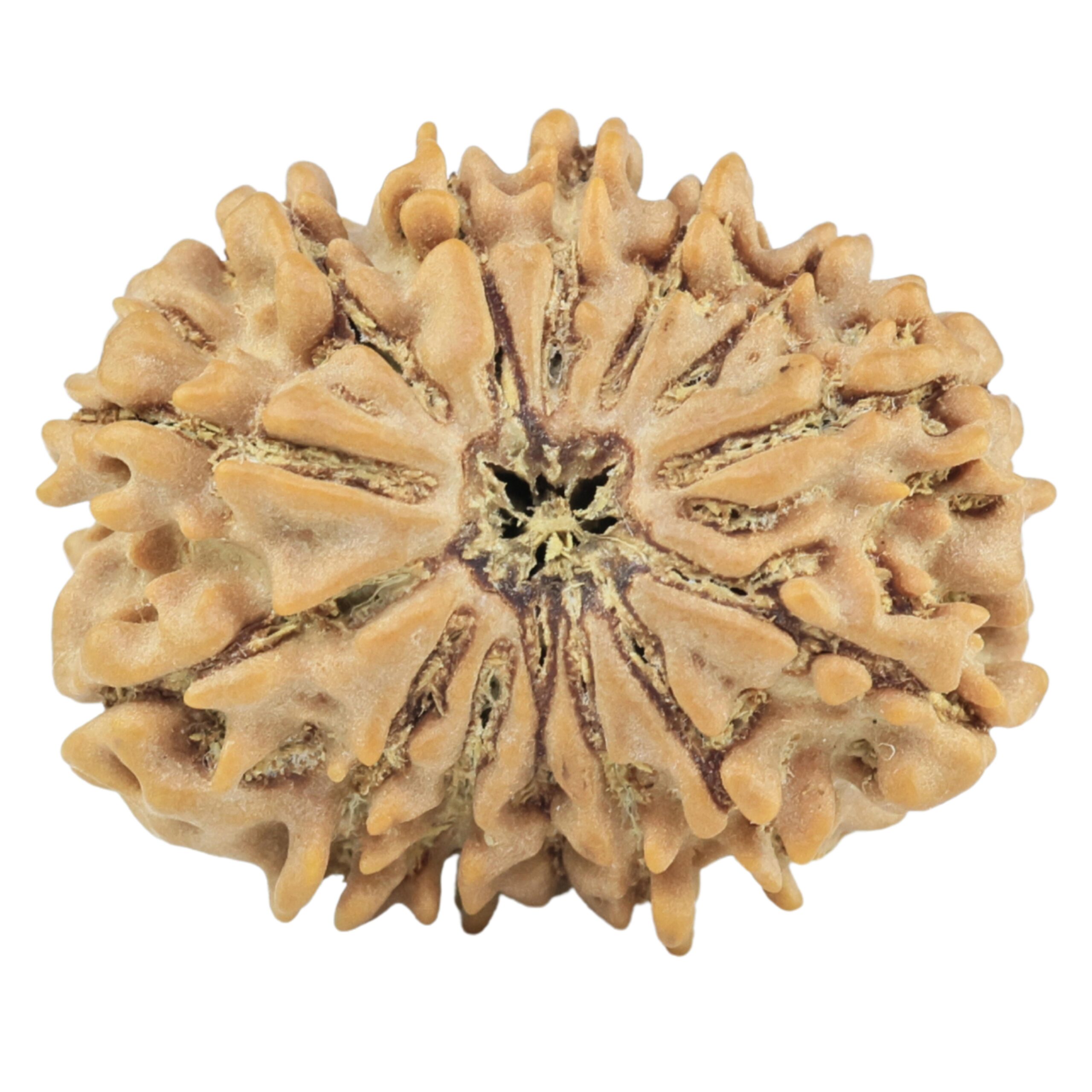 14 Mukhi Rudraksha 21.5mm 2.48gm - Rudraksha