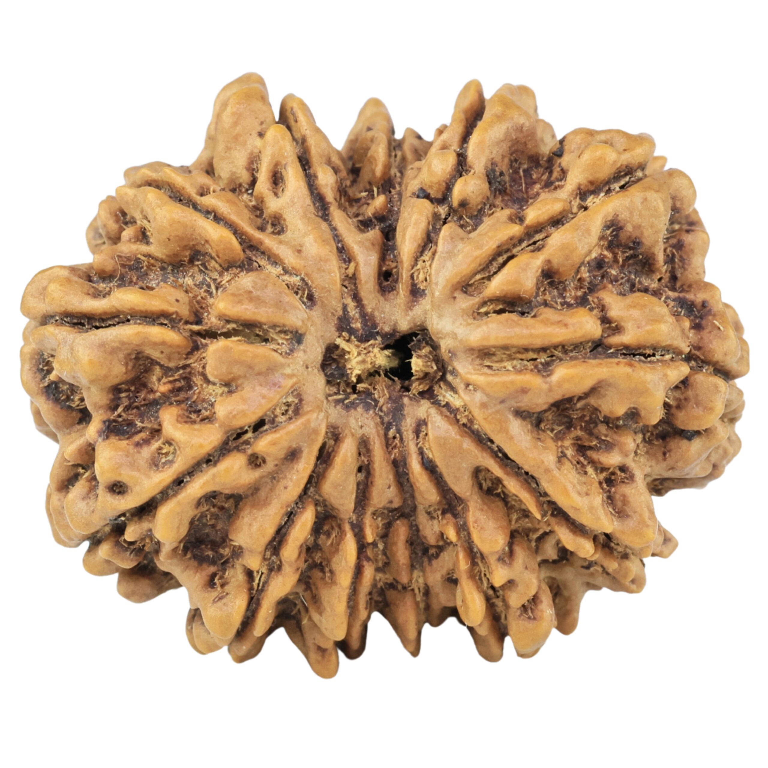 13 Mukhi Rudraksha 32.1mm 7.45gm - Rudraksha