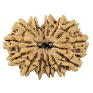 13 Mukhi Rudraksha 34.6mm 7gm - Rudraksha